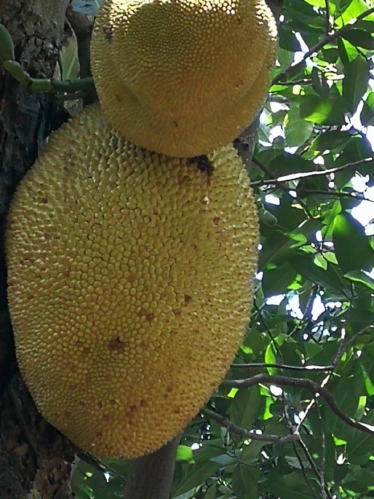 带大家走进美丽的西双版纳,带您走进美丽的西双版纳