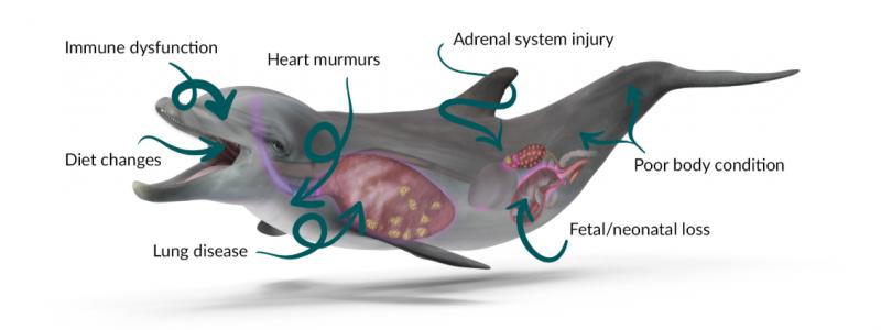 海豚的生殖方式,雄海豚和雌海豚是如何繁衍的