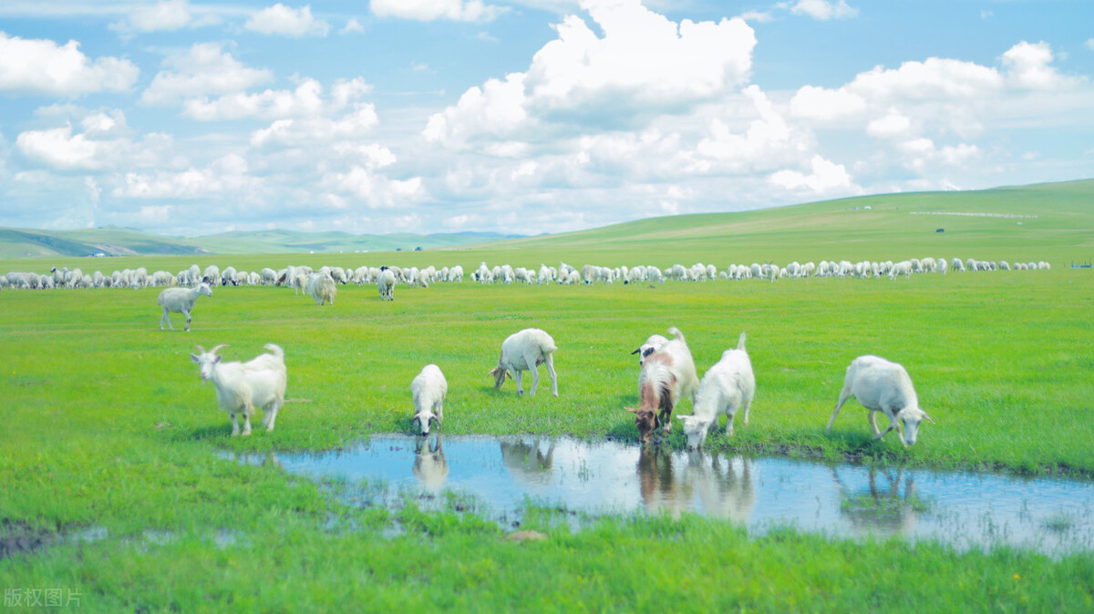我国必去打卡的草原,呼伦贝尔值得去的草原