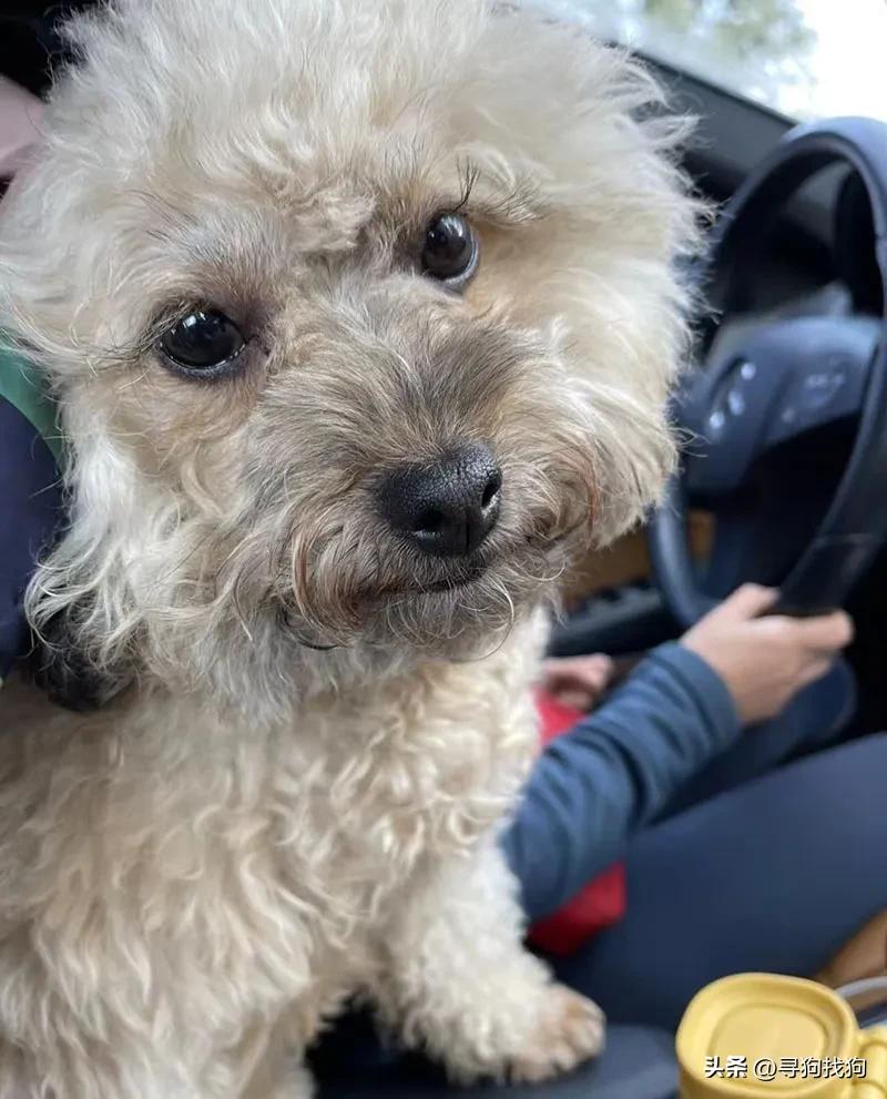 昆明盘龙区寻狗柴犬,成都市武侯区寻狗泰迪