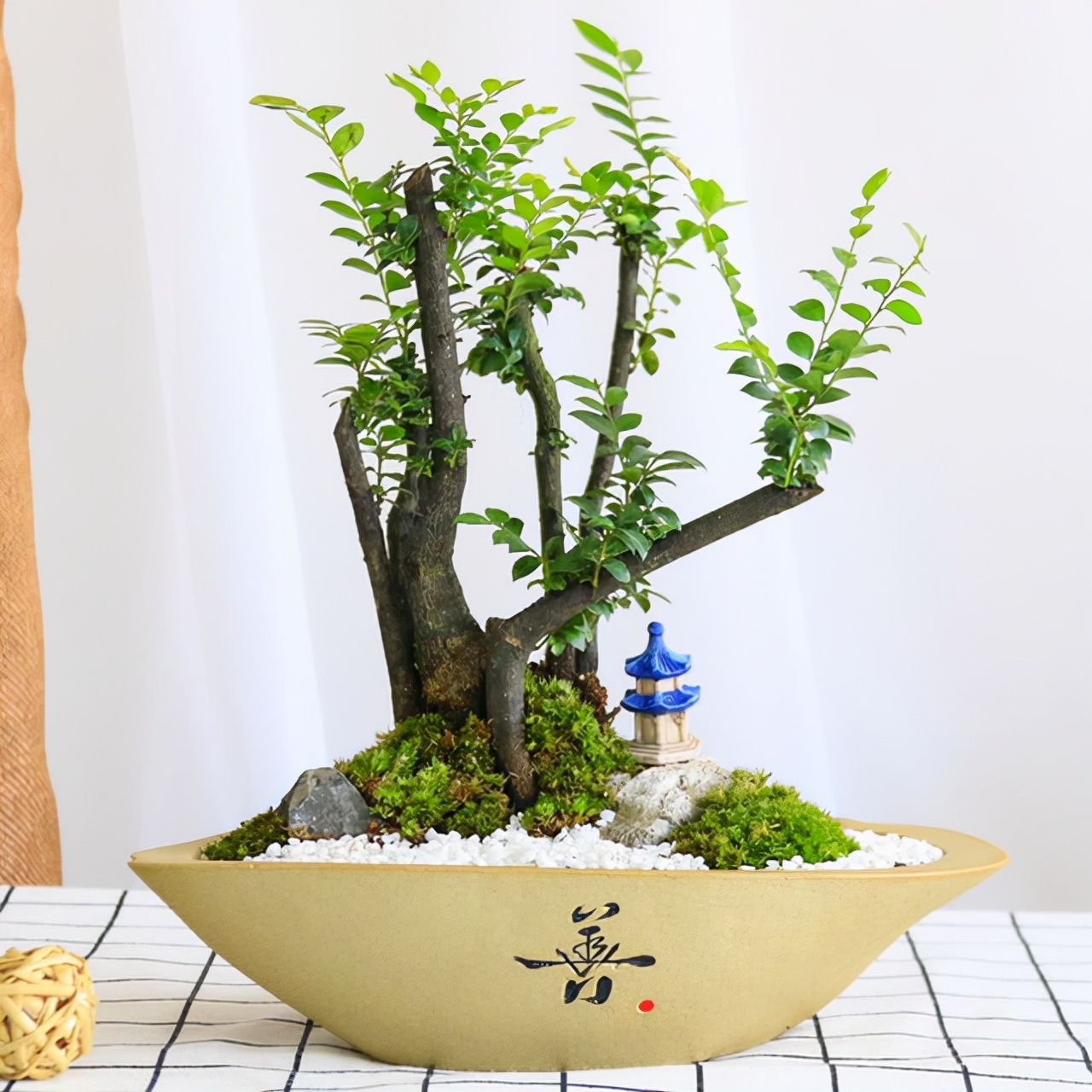 大型小叶紫檀盆栽摆客厅好吗,小叶紫檀盆景放客厅好吗