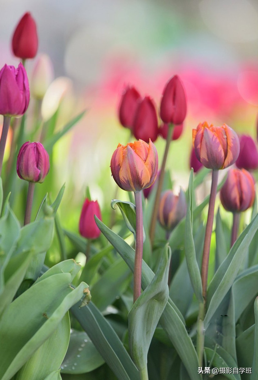 如何在夜里拍出好看的花朵照片,花朵怎么拍出好看的照片