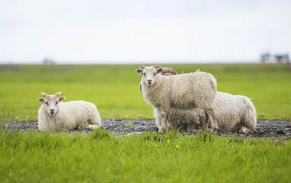 羊尿不下来怎么治疗？解决办法这里有，养羊人一定要看！