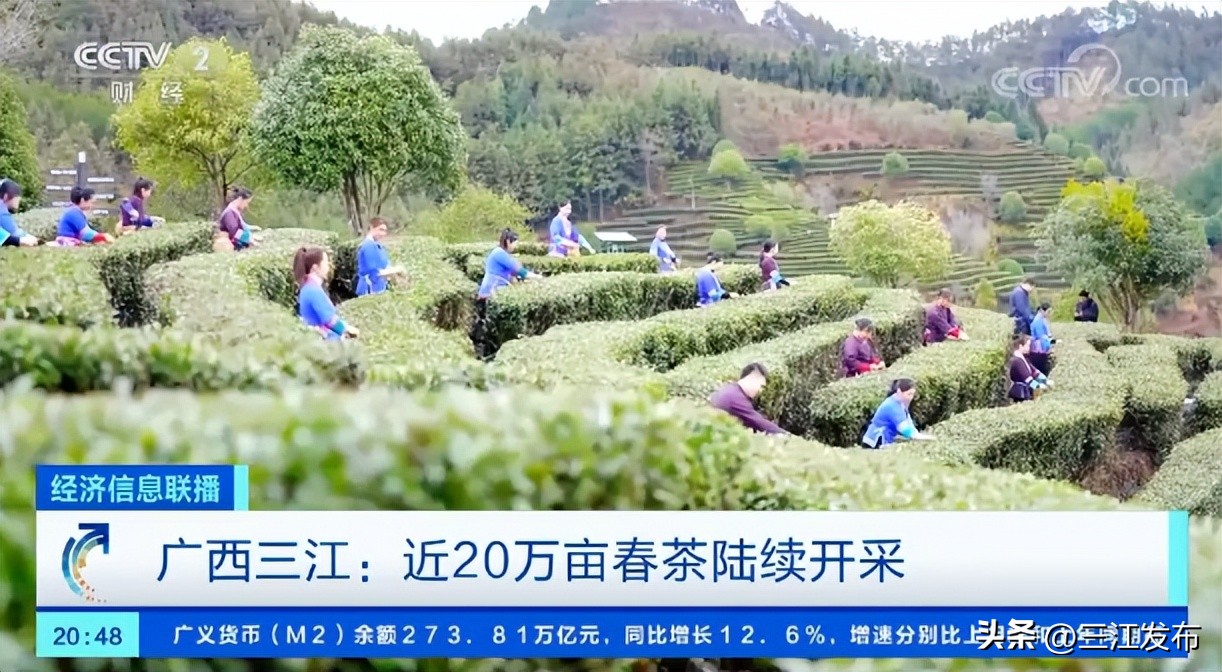 三江县早春茶央视宣传,三江早春第一茶