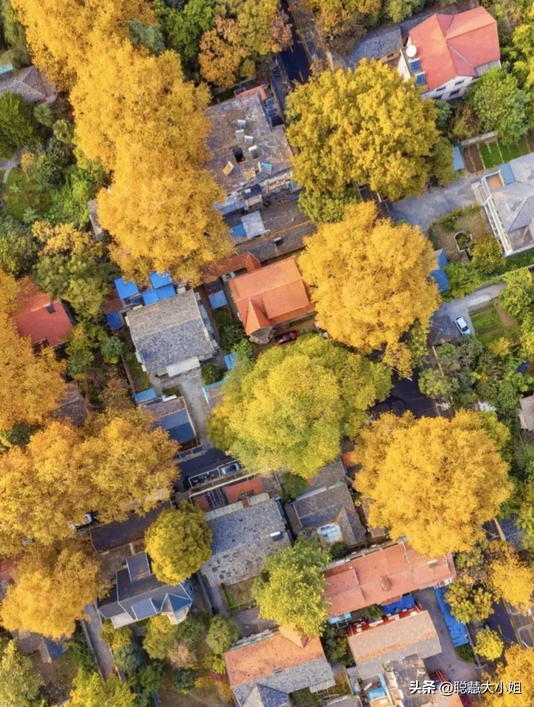 南京赏秋枫叶,南京秋天赏枫叶好去处