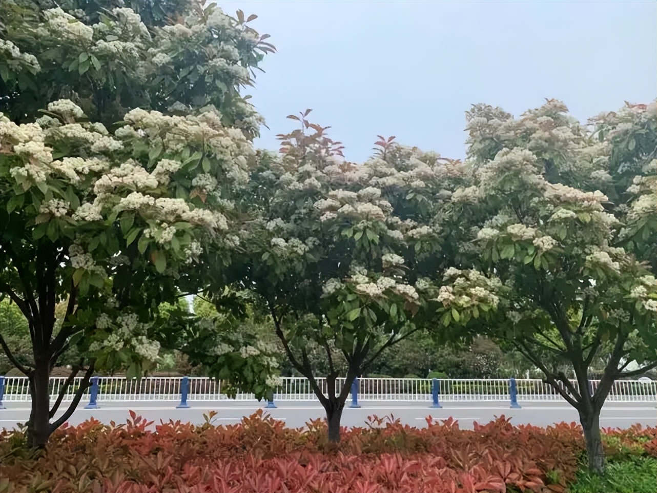 石楠花那么臭为什么要种那么多,石楠花到底是什么