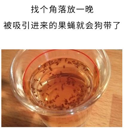 春天了家里好多虫子怎么办,春天来了家里有很多小虫怎么办