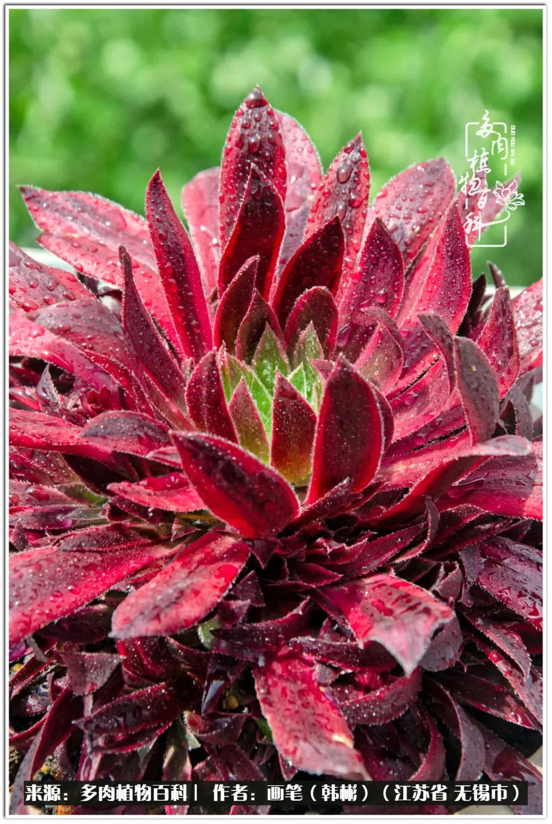 盆景多肉常遇到的问题,多肉盆景无穷小