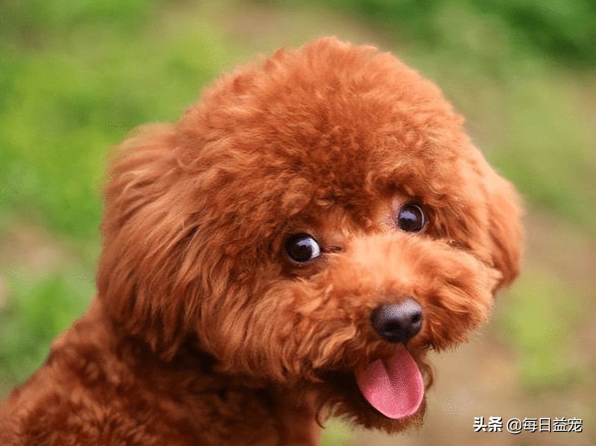 泰迪犬也会有压力的！这些行为是在提醒你，它的压力很大