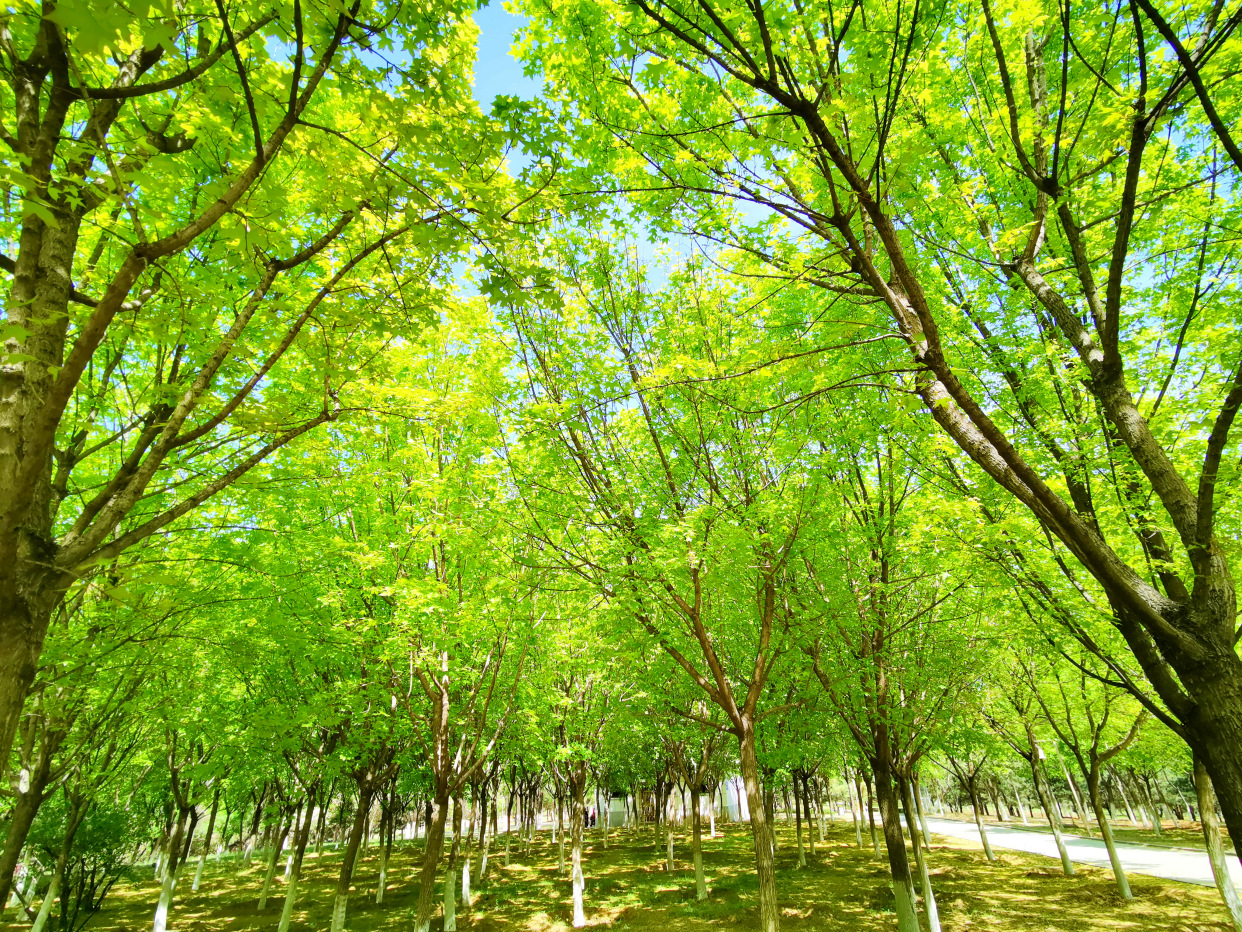 青龙湖公园网红打卡,丰台王佐青龙湖公园门票
