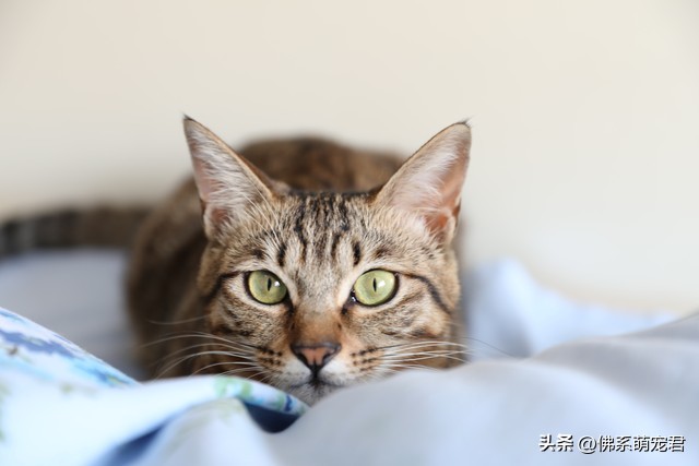 新手养猫省钱小知识大全,最全的新手养猫攻略