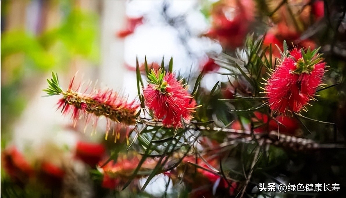 最漂亮的松树开花图片,哪种松树开花好看