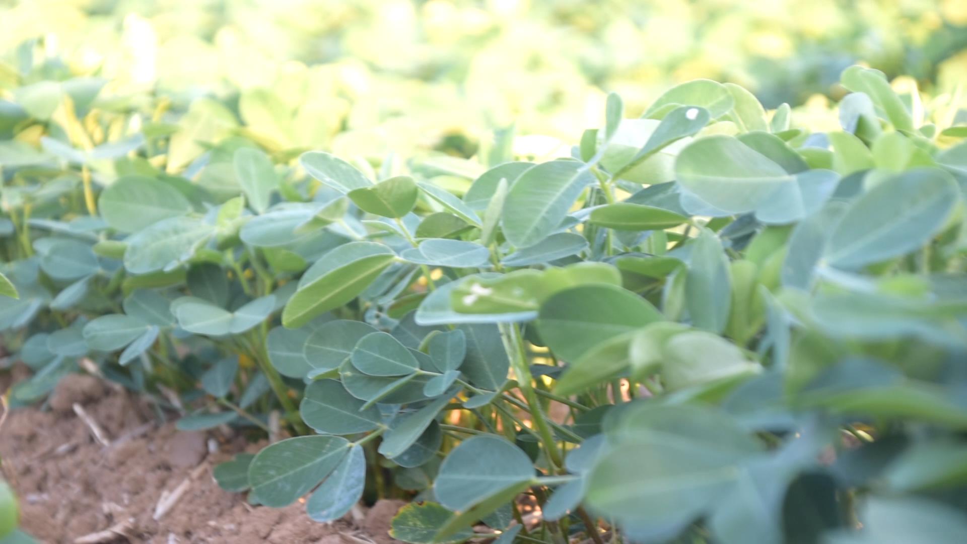 花生出苗后要高产应怎样管理,花生出苗条件