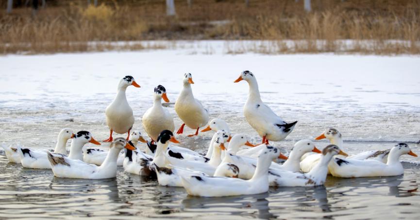 鸭蛋怎么提高蛋鸭下蛋率,鸡蛋鸭蛋怎么帮助出壳