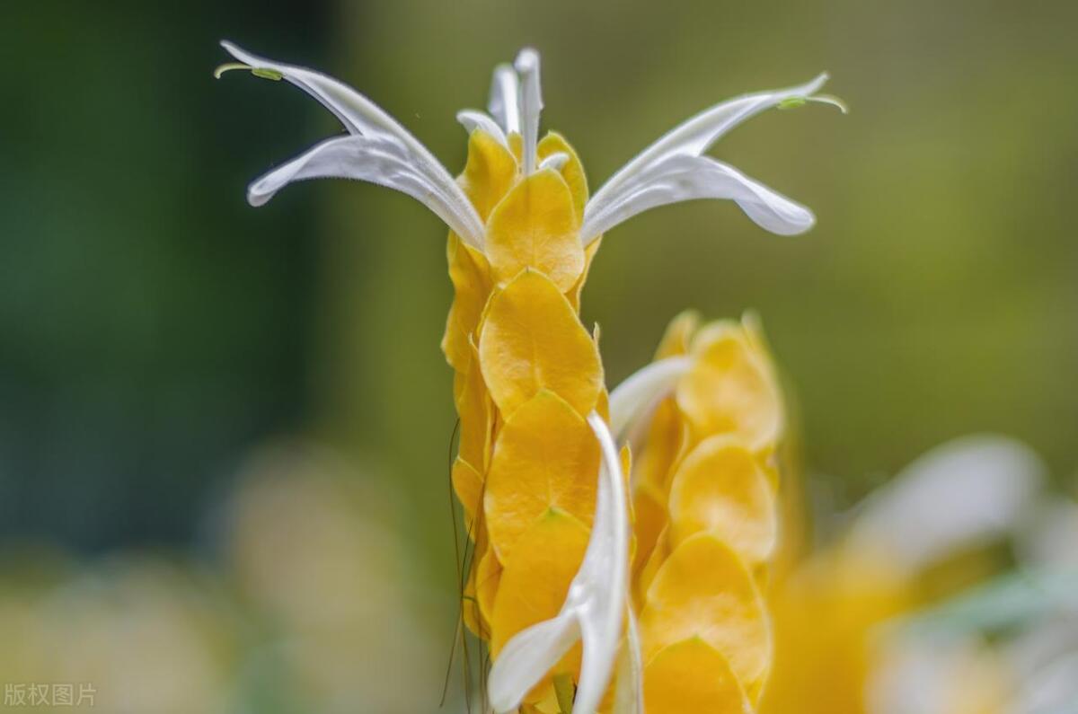 奇花异草有哪些都有什么特点,奇花异草大全罕见图文