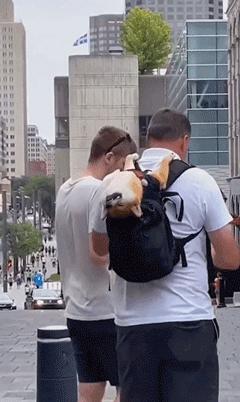 宠物店正在放饭泰迪激动跳舞,宠物店分饭泰迪跳舞