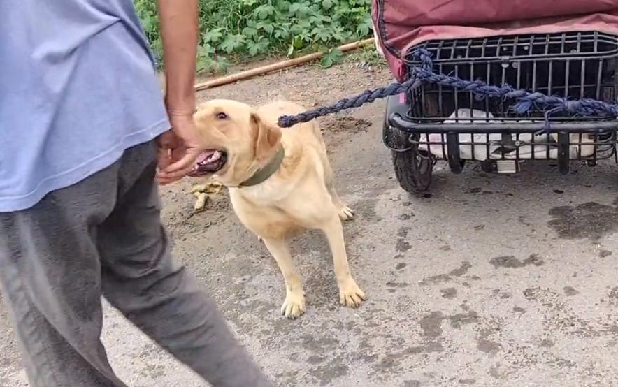 拉布拉多疑遭主人卖给狗贩子,拉布拉多成年犬易主