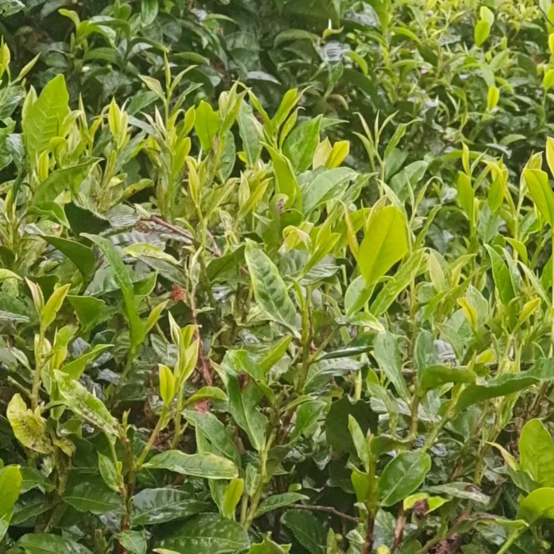 泡茶多少茶叶多少水合适,泡茶用什么牌子水