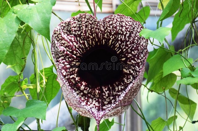 长得比较奇葩的植物,植物界奇葩的几种植物