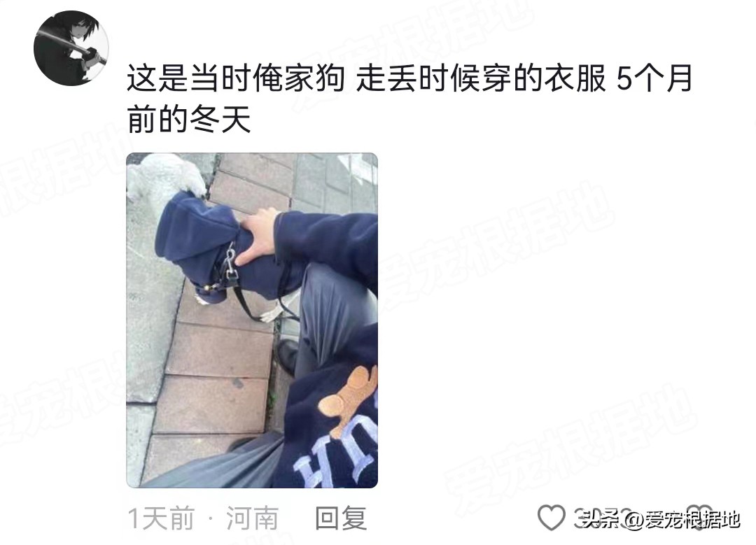 走失5个月的比熊身上还穿着棉袄,走失比熊回来了