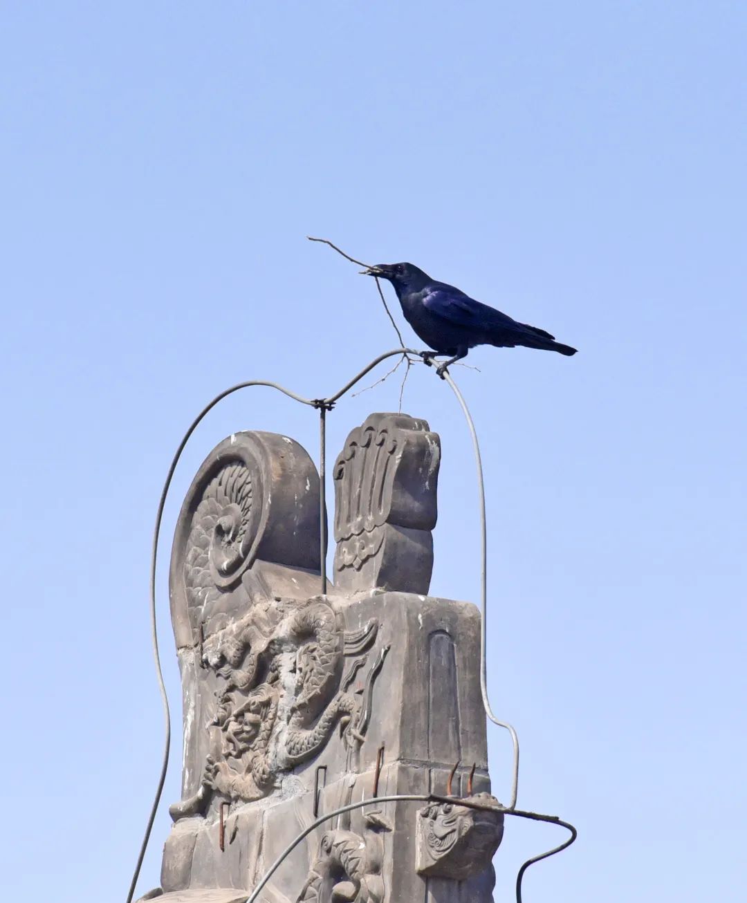 为啥乌鸦不敢招惹喜鹊,喜鹊凶猛