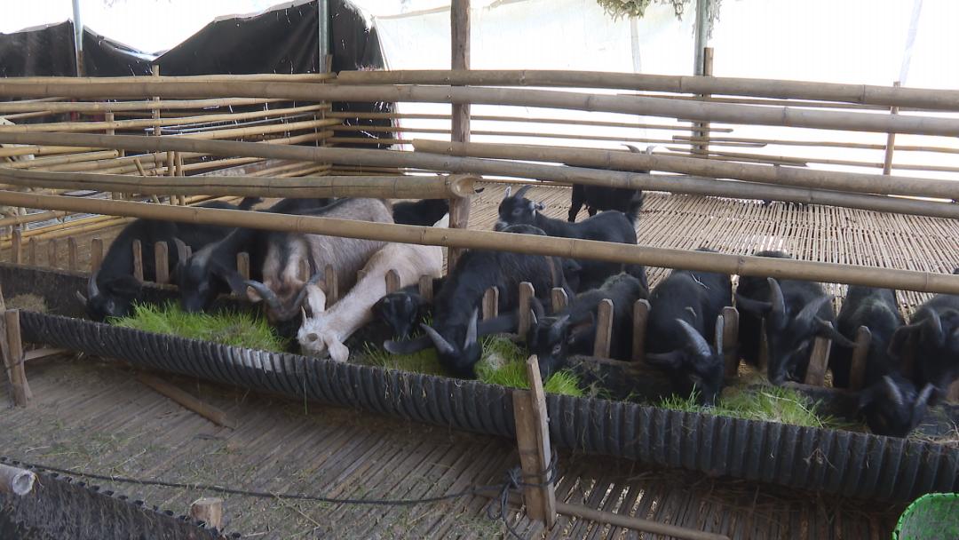 马山黑山羊养殖技术培训,黑山羊半舍饲半放牧生态养殖技术