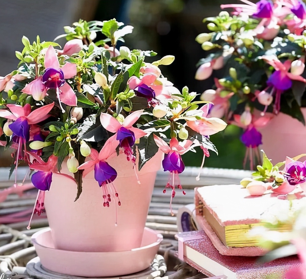 家里光照不足养的花,家里光照不足养什么植物