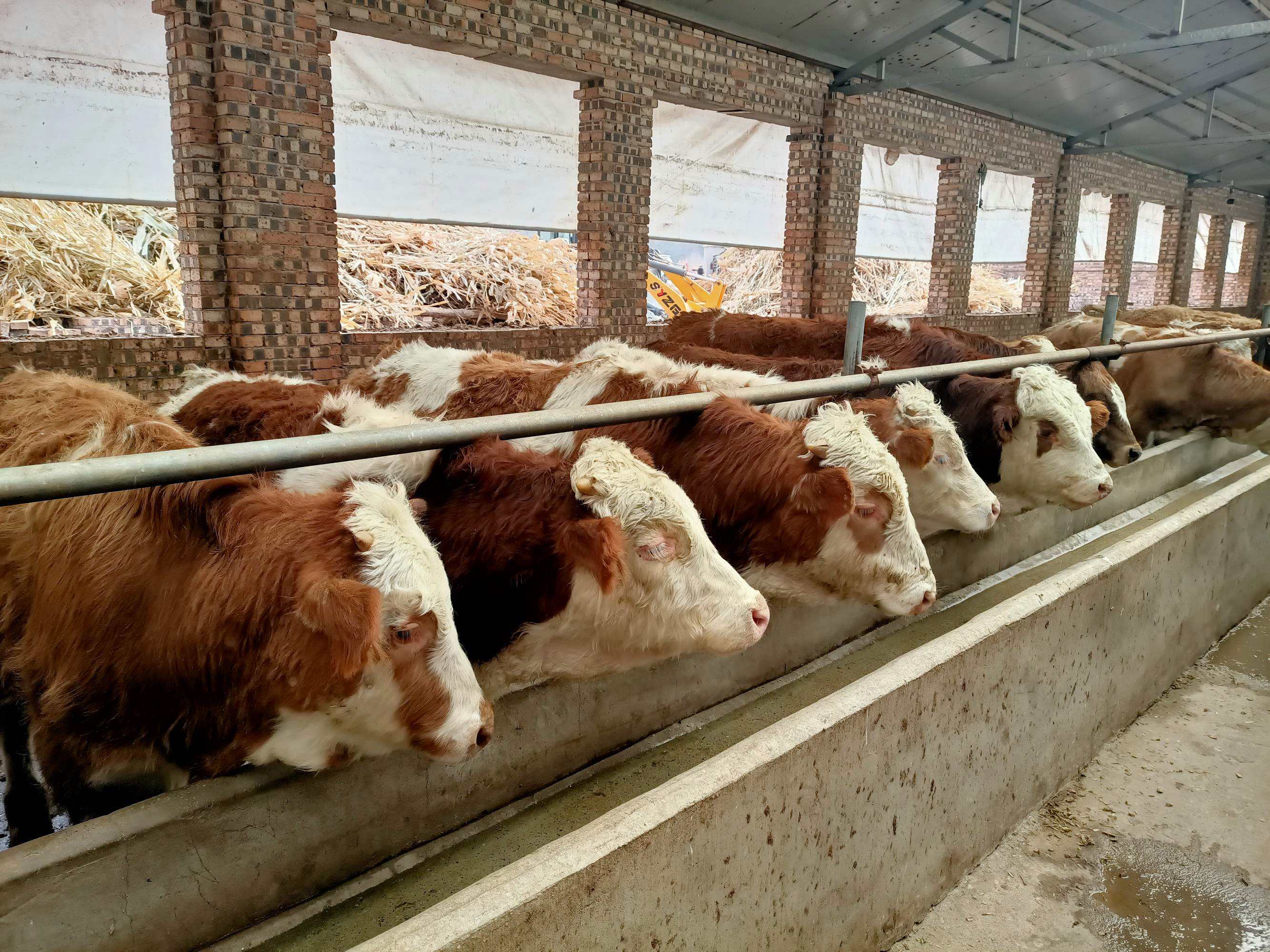 新手养牛常识有哪些,新手养牛怎么入门需要多少钱