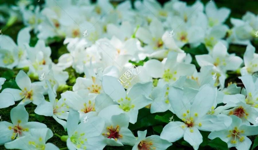 五月是油桐花的季节,油桐花美景图片