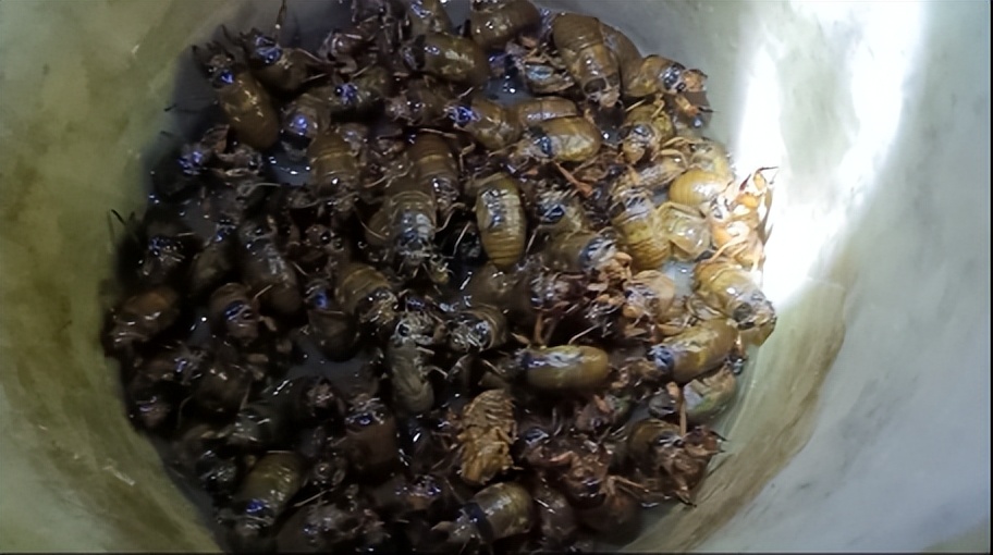 黄黄的小颗粒是什么虫子,跟白芝麻粒一样的虫卵是什么虫啊