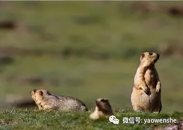 如何消除恐疫症,怎么消除新冠疫苗药性