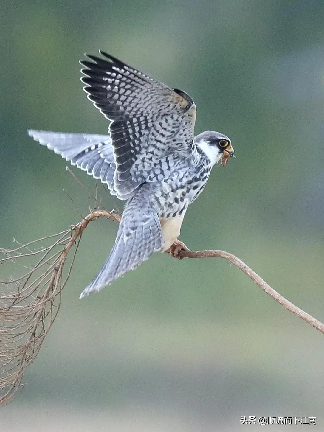 红脚隼叫声,红脚隼
