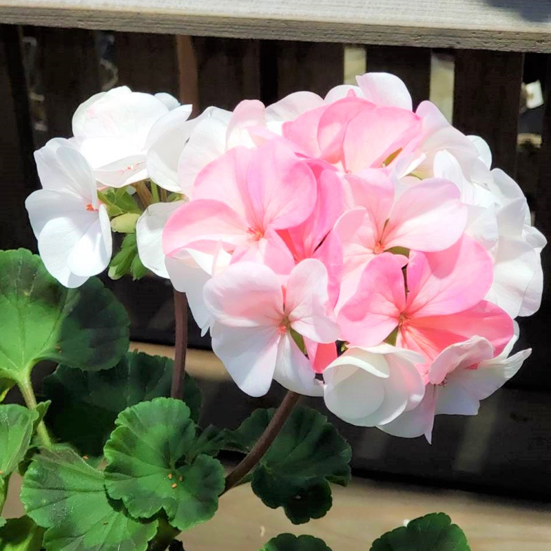 天竺葵在广州如何度夏,天竺葵怎么过夏