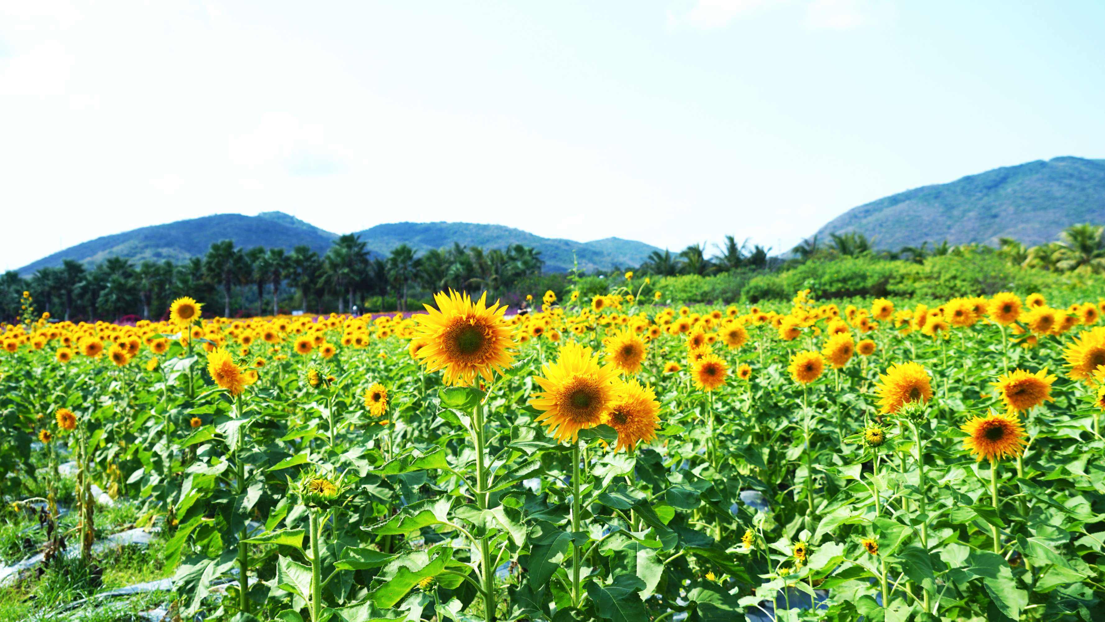 为什么向日葵总是朝着太阳开放,为什么向日葵总是朝着太阳开花
