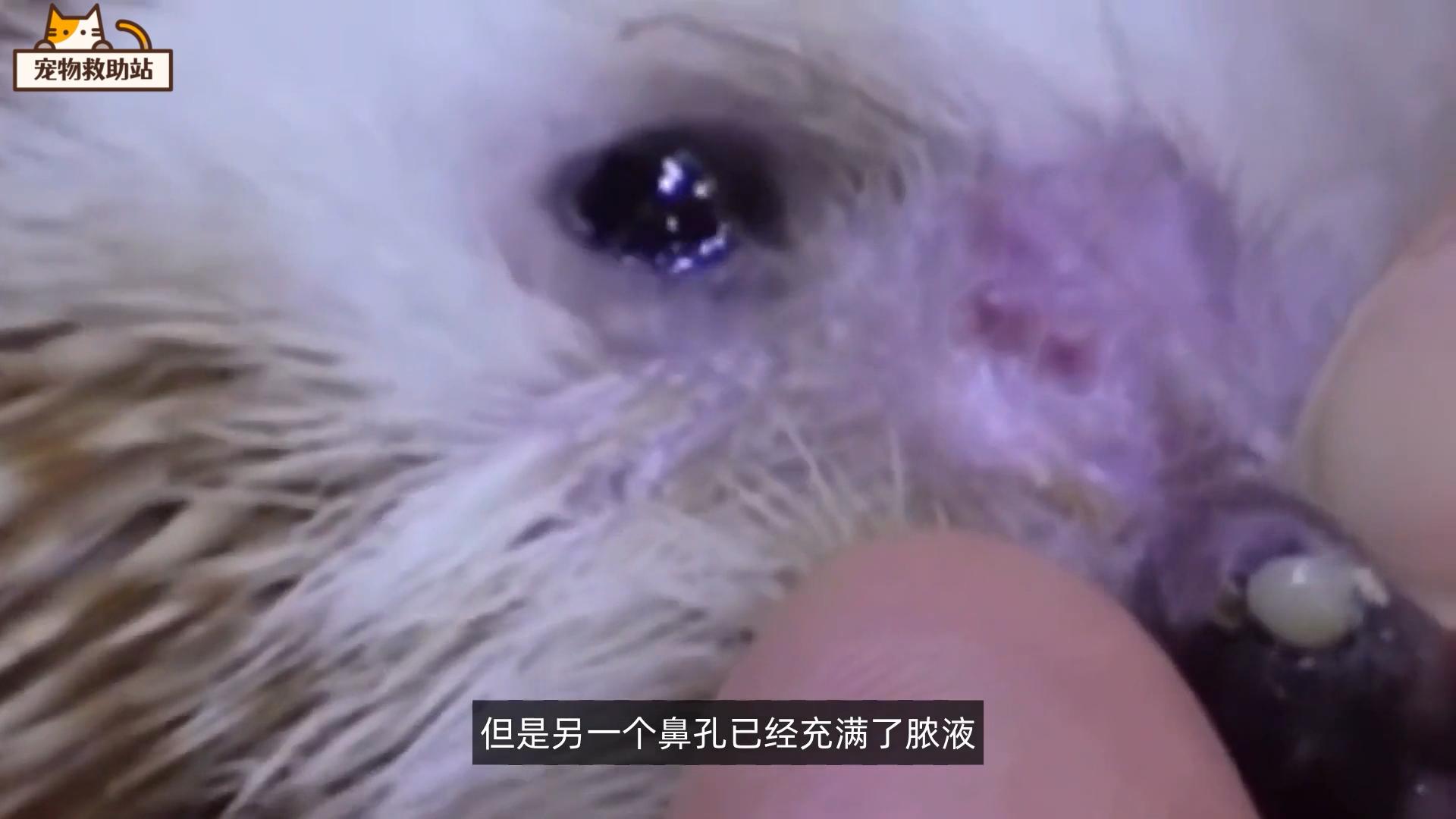 小刺猬生病,小刺猬生病了的视频