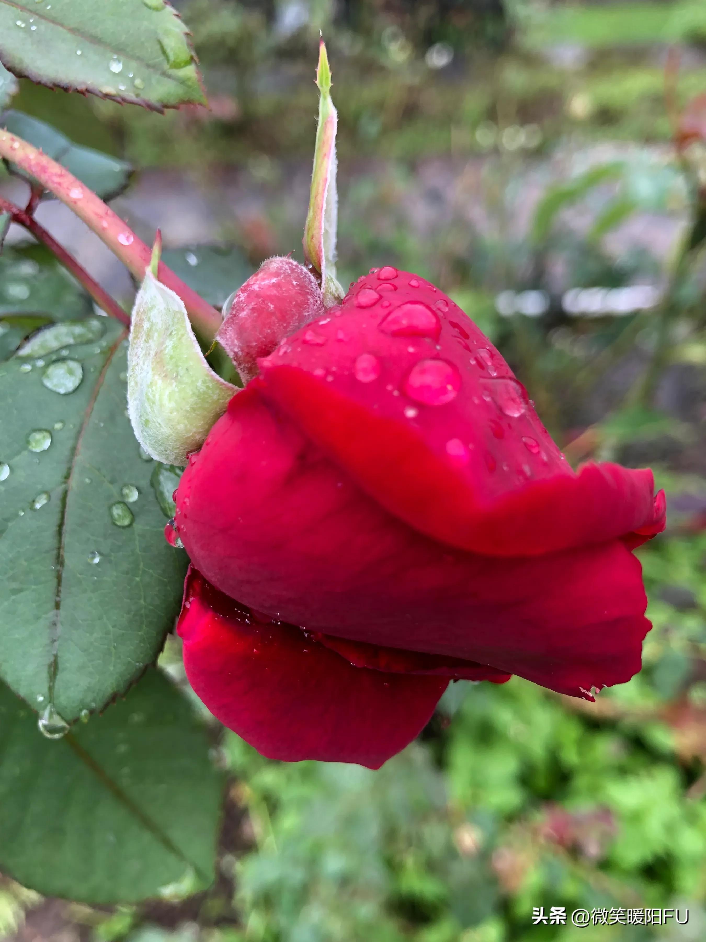 品尝墨红玫瑰,娇艳动人免费阅读