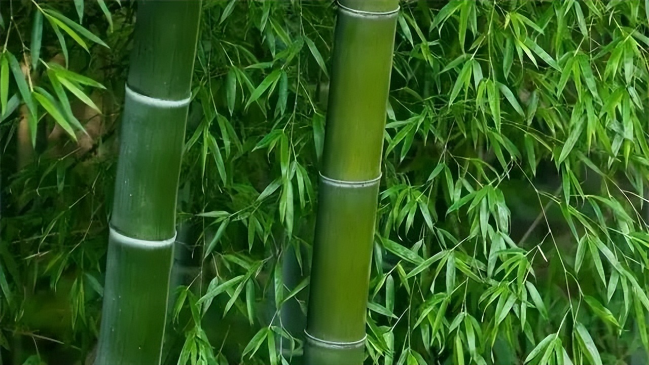 “君子”：周人理想的人格范型