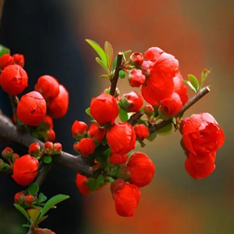 春夏之交，越来越多的花含苞欲放，这一百种娇媚蓓蕾真是美不胜收