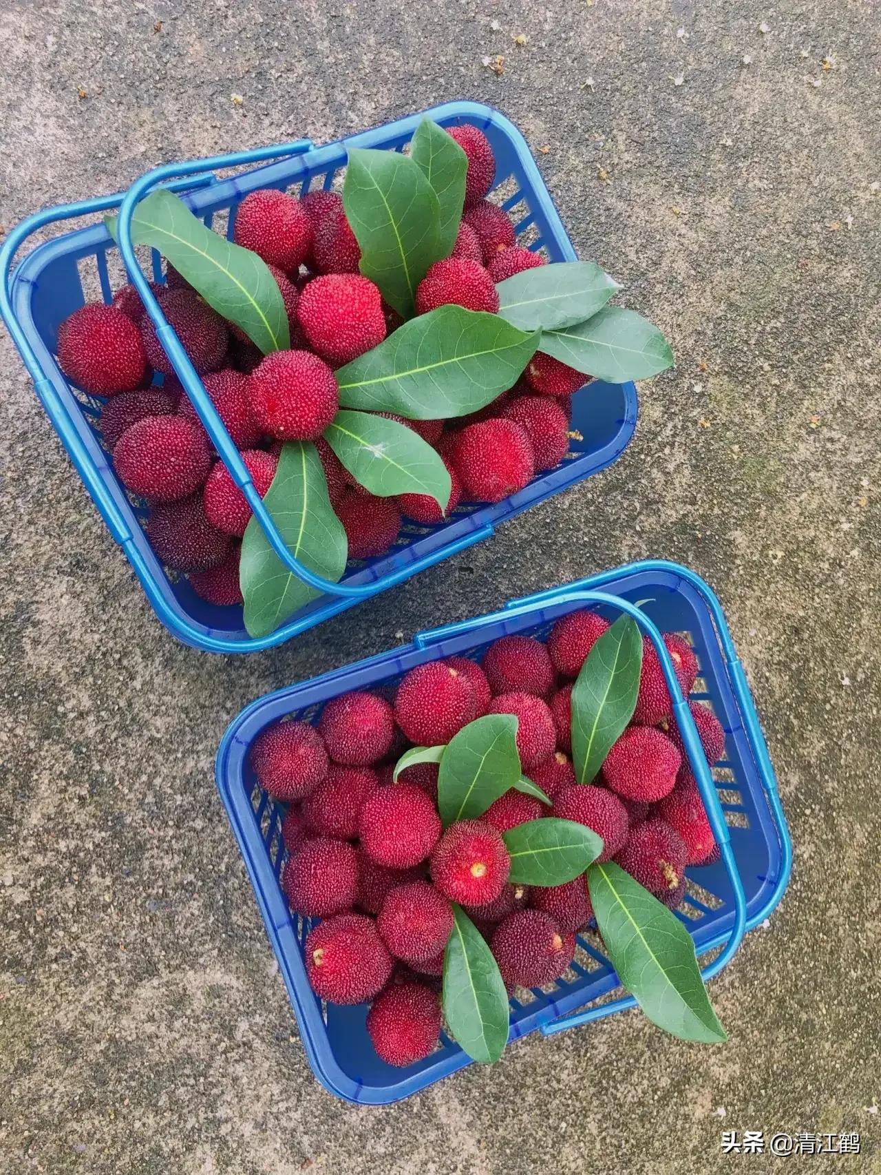 杨梅树叶发黄落叶起斑怎么治,小杨梅树叶子发黄枯死用什么药