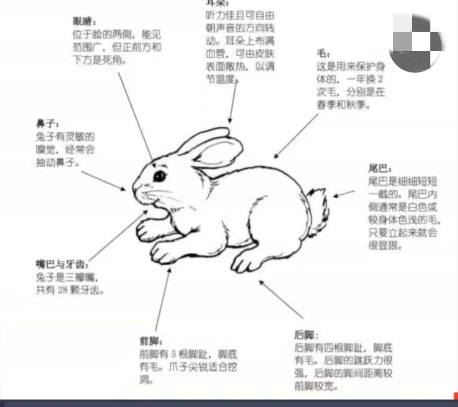 第五十五节绘画课【动物提高】玉兔望月