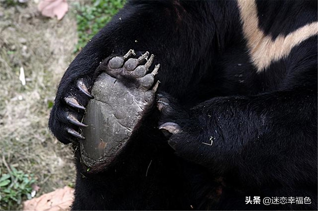 大黑熊伤人,黑熊是怎么伤人的