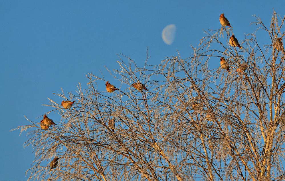明月如霜好风如水清景无限赏析,明月如霜好风如水清景无限出处