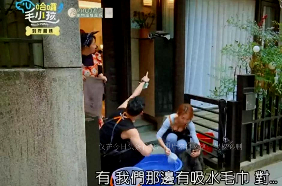 台综女星给狗洗澡，却被频繁拍胸部，画面多次走光，网友：故意的