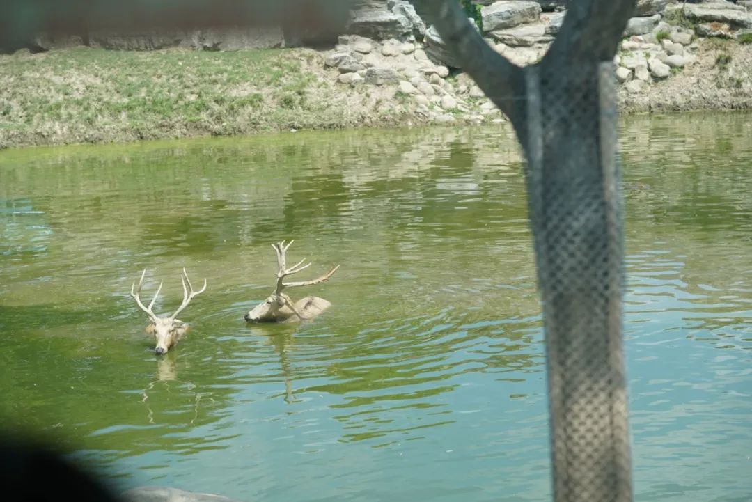 一月份去上海野生动物园和海洋馆,十一带大家去上海野生动物园玩