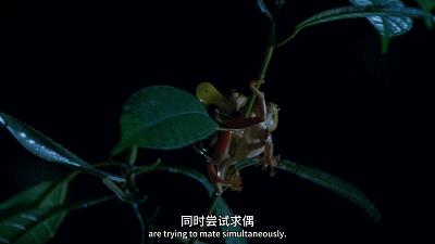 原来它们也有“性丑闻”,这片看完让我大开眼界