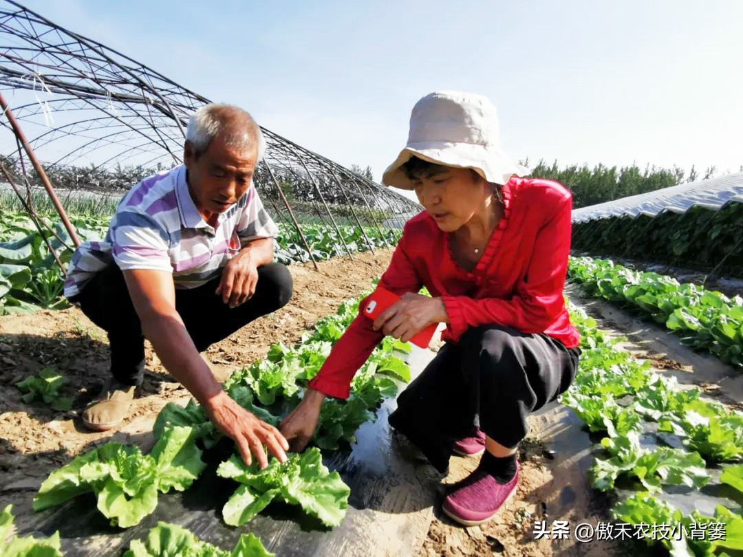 甲维盐杀虫效果变差了?学会用药技巧合理复配,杀虫效果能翻倍