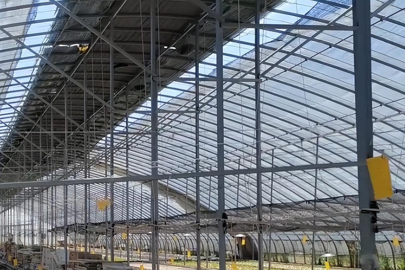 叶菜叶片变黄变厚变硬是什么原因,地温过高种叶菜黄叶怎么办