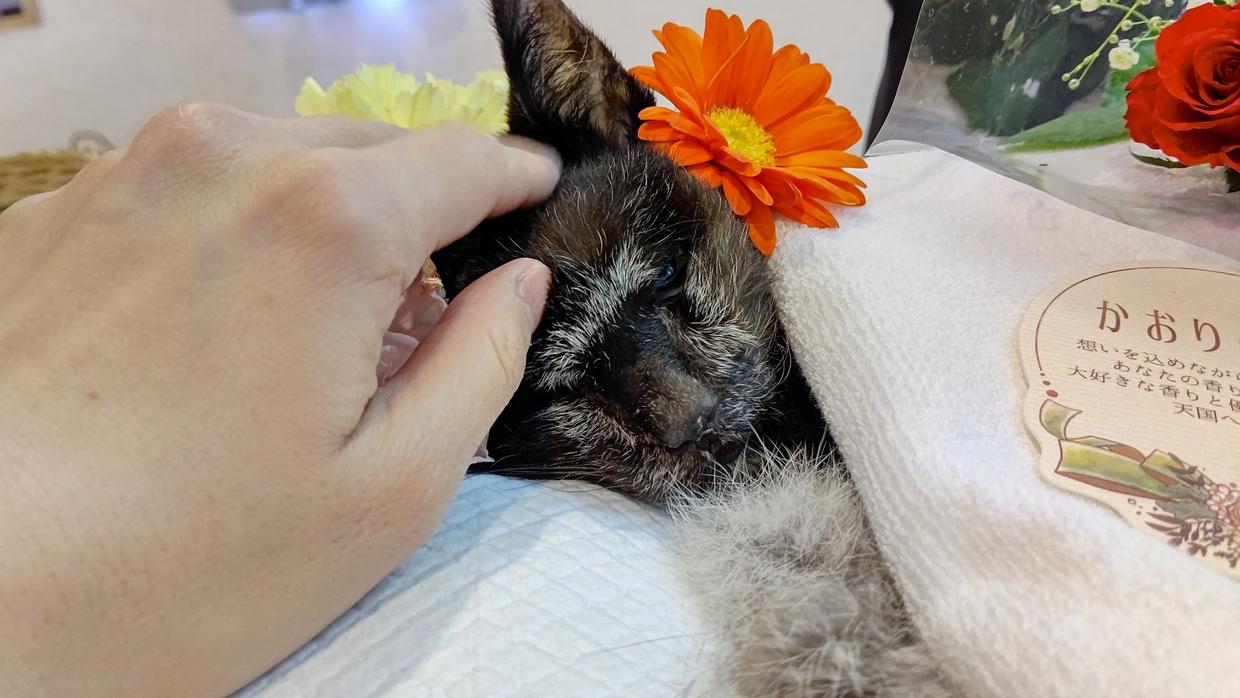 最长寿猫咪死亡,世界上最长寿的猫咪去世