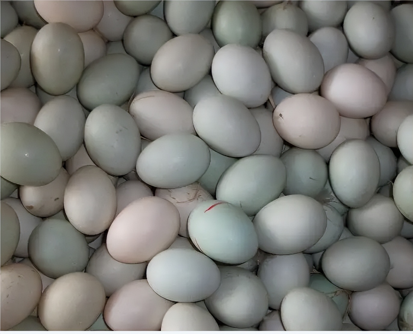 鸭子输卵管炎的临床症状怎么阻止蛋鸭发生输卵管炎