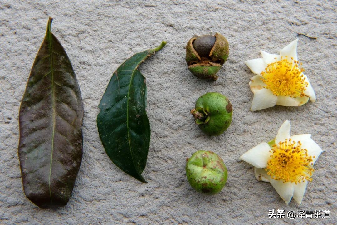 为什么茶树的南比北多,茶树生长的原因有哪些
